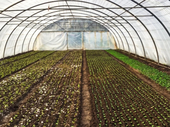 Culture sous serre du Champ Serein à Serinchamp