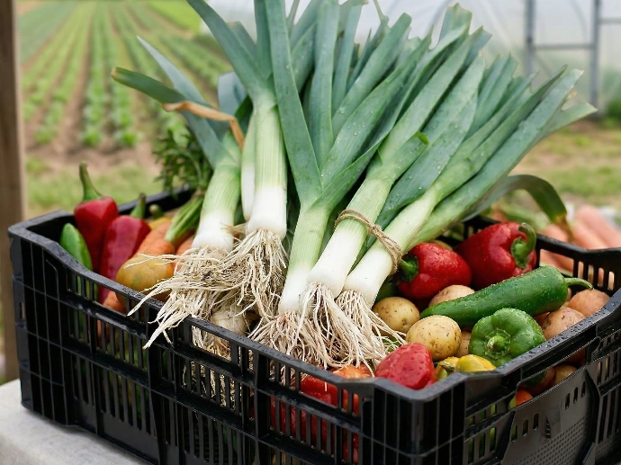 Panier bio du Champ Serein à Serinchamp