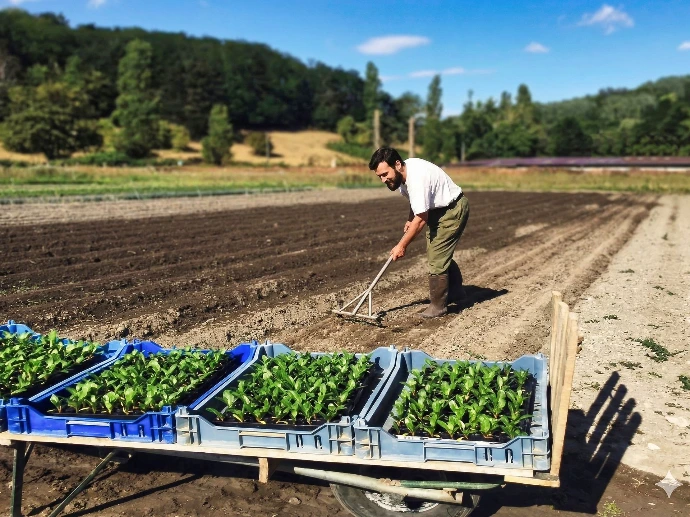 Plantation légumes du Champ Serein à Serinchamp