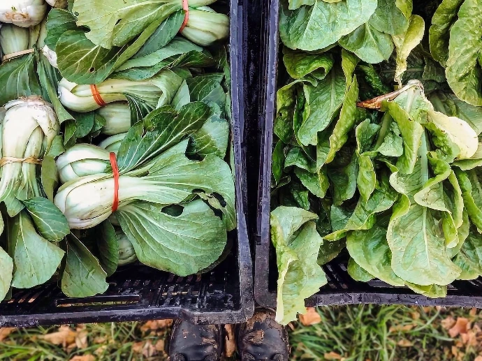 Récolte légumes du Champ Serein à Serinchamp