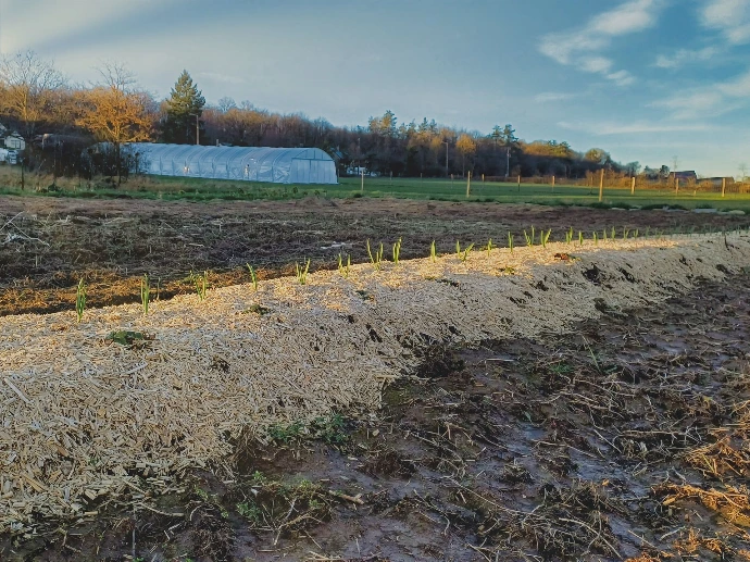 Cultures du Champ Serein à Serinchamp