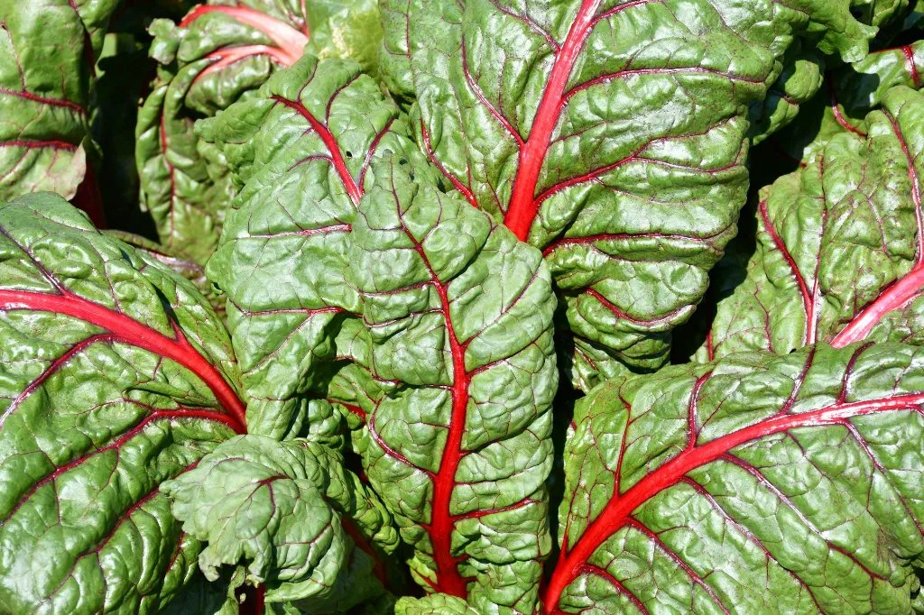 unsplash_FCXIf_FCN9E_swiss chard.webp