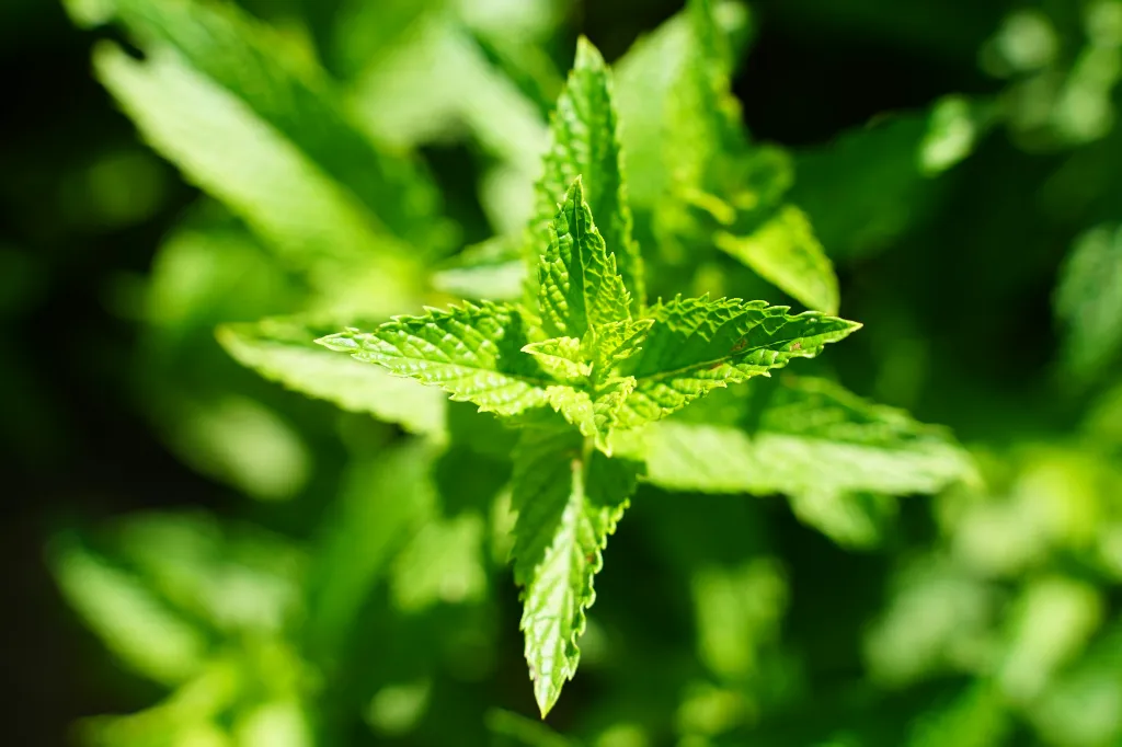 unsplash_ljj3BBSeFGY_lemon balm.jpg.webp