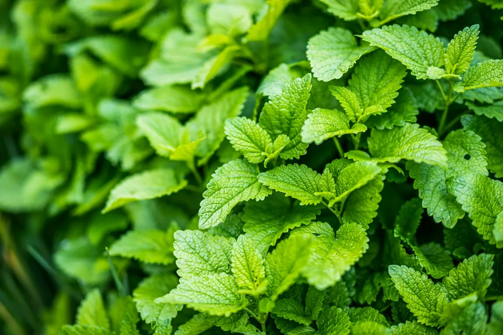 unsplash_whTrv7kvGJY_lemon balm.webp