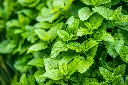 unsplash_whTrv7kvGJY_lemon balm.webp