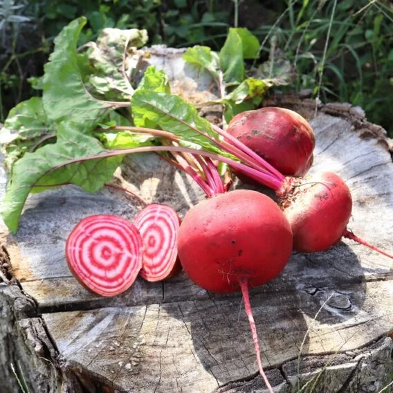Betteraves di Chioggia (+/-500g)