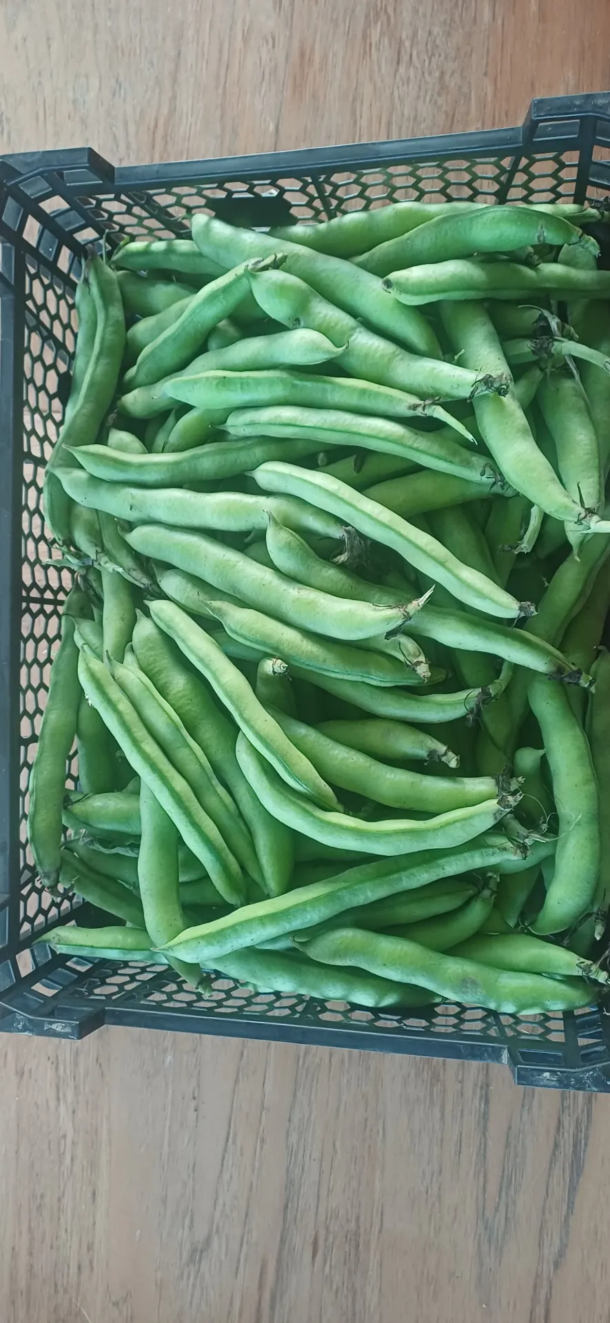 Fèves des Marais