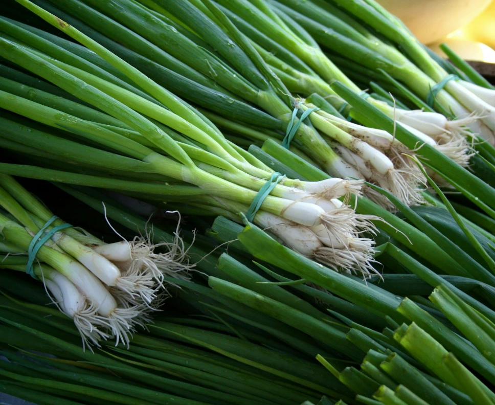 Oignons ciboule