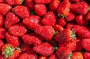 Fraises (+/-500g)