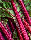 Bettes multicolores (+/- 500g)